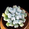 特玉莲多肉植物丘比特萌心型组合盆栽防辐射创意绿植花卉 雪精灵 特玉莲4厘米1颗