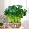 仿真绿植铜钱草办公室仿真绿色植物客厅室内摆件装饰花瓶盆栽假花|韩式粗陶铜钱草*