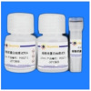Beyotime RIPA裂解液(强中弱套装) P0013E
