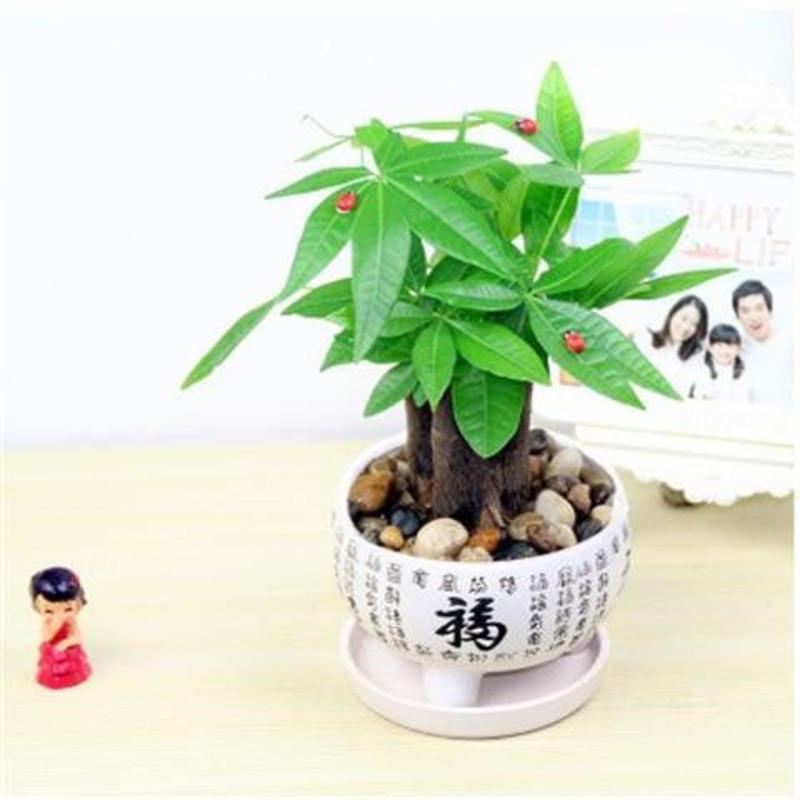 子暄发财树懒人盆栽转运摇钱树绿植盆景办公室内植物客厅净化空气花卉