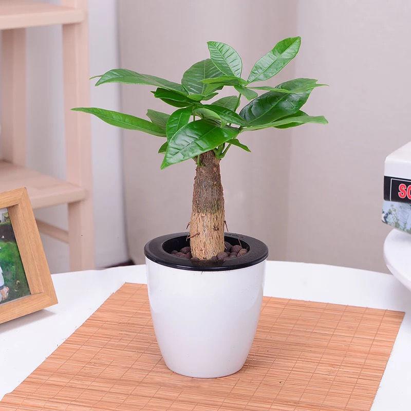 恬豆自动吸水盆发财树发财树盆栽客厅花卉绿植室内绿色植物办公室小