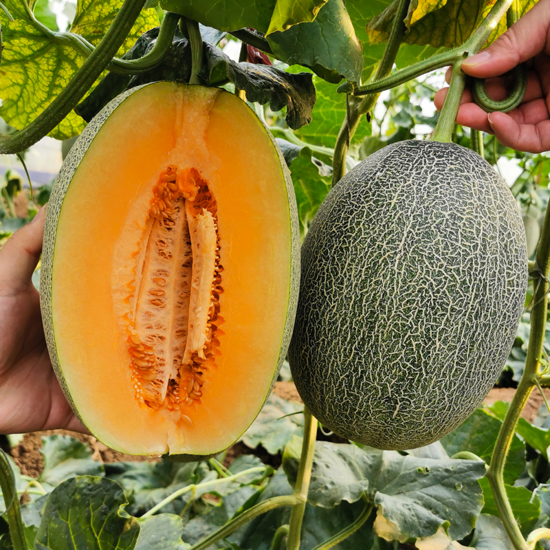 鲜菓篮哈密瓜西州蜜新疆哈密瓜23斤1个装新鲜水果产地直采视频