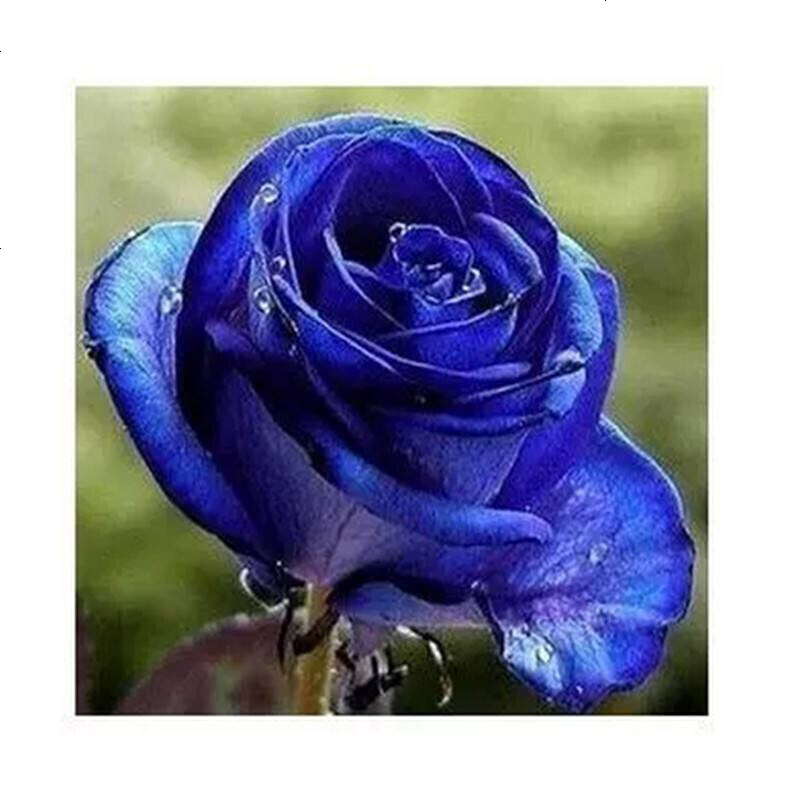 花中岛三角梅盆栽室内阳台爬藤攀援绿植花卉植物重瓣三角梅花苗四季开花盆景黄衣3年苗图片 高清实拍大图 苏宁易购