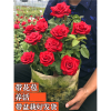 玫瑰花苗不带花苞花卉观花绿植物室内阳台盆栽大花月季蔷薇四季开花古达花卉 三天后发货
