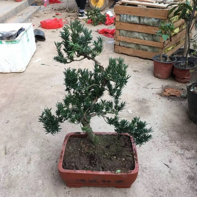 古达雀舌盆景树桩榆树盆栽绿植办公室杨造型松树造型庭院景观罗汉松十