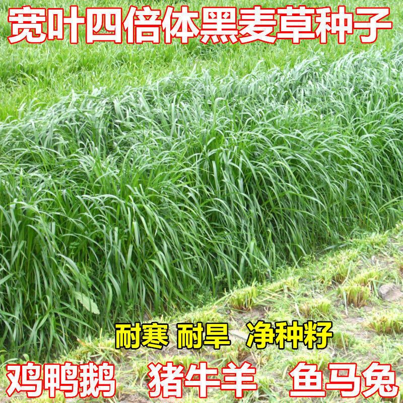 耐寒宽叶黑麦草种子四季播牧草种子猪牛羊鸡鸭鹅鱼草养殖种籽