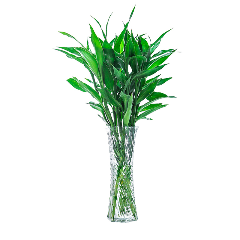 富贵竹水培植物盆栽花卉绿植室内水养观音竹节节高视频