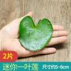 一叶莲水培迷你植物带花苞一片莲碗莲睡室内水养水莲四季鱼缸水池 2片(迷你型5-8cm) 瓢虫2个+营养液1瓶