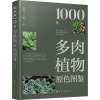 1000种多肉植物原色图鉴 王意成,王翔 编 专业科技 文轩网