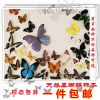 天然真蝴蝶标本 立体蝴蝶工艺品制作儿童幼儿园科普教具 拍照道具 随机发一只【pp袋包装】_