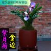 浓香型兰花苗[紫月荷]建兰四季兰矮种金边线艺兰花盆栽花卉绿植