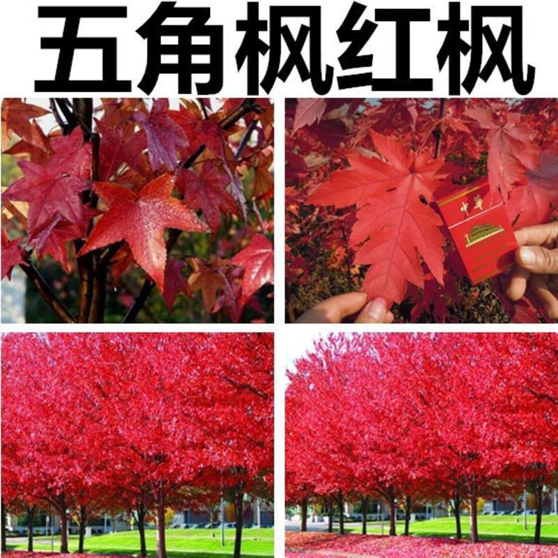 五角枫种子三角枫种子青枫种子红枫种子美国红枫树种子鸡爪槭籽视频