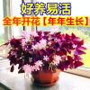 四季开花紫叶酢浆草种球绿植盆栽植物花种子庭院室内室外花卉好养