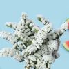 干花勿忘我云南昆明基地满天星干花配材装饰花束勿忘我永生花|勿忘我白色 1斤花(带一个白色花瓶)