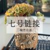 七号链接 61-75号直播 花盆 手工粗陶多肉盆 11月23号