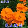 硫化菊种子黄波斯菊花种子黄秋英花籽 硫华菊种子四季易种 耐贫瘠 橙色硫化菊1000粒+送花种