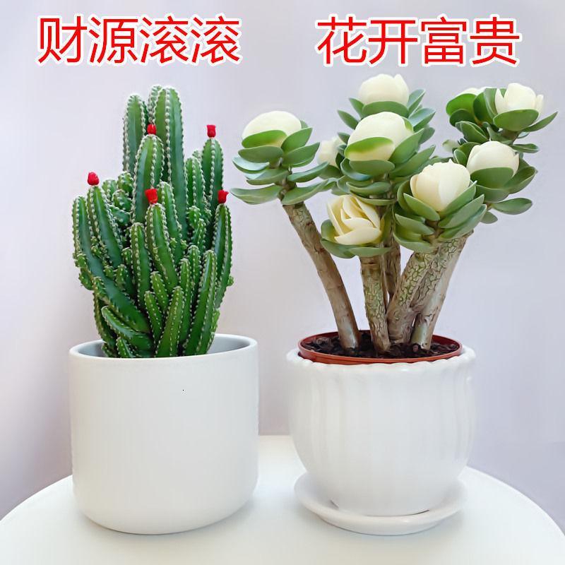 悦芳华多肉植物仙人掌室内盆栽客厅防辐射绿植花卉新手老桩四季好养