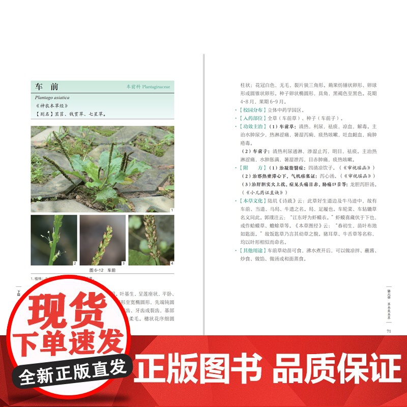 [店]本草观察手账 中草药本草 观察手账 记录笔记 本草博物文高清大图