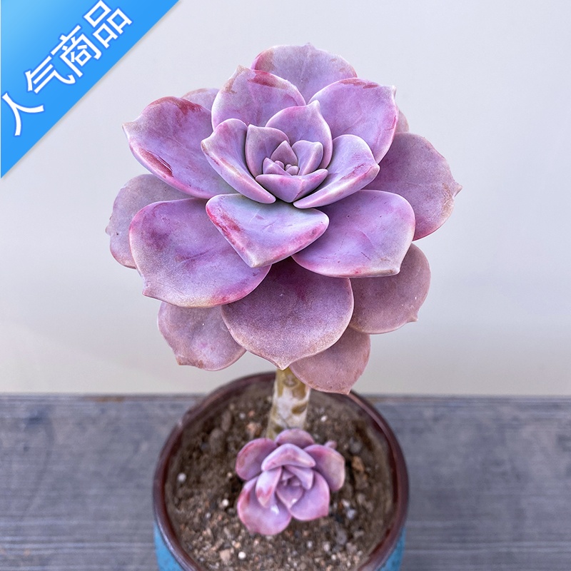 yicheng紫乐老桩多肉植物花卉盆栽大颗紫色肉肉新手好养室内阳台老桩