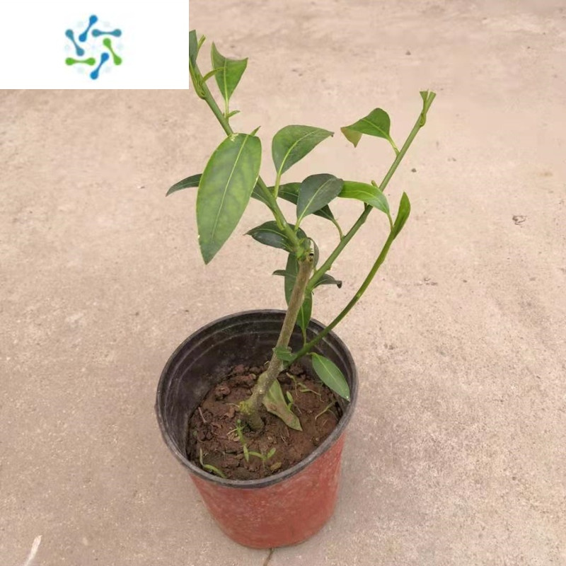 三维工匠夜来香花树苗九里香夜来香盆栽花卉植物室内花苗浓香四季开花报价 参数 图片 视频 怎么样 问答 苏宁易购