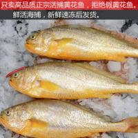 赛卡伊 东海正宗国产深海精选大黄花鱼新鲜深水海捕特大号黄花鱼 正宗大黄鱼9两-1斤/条[5条装]