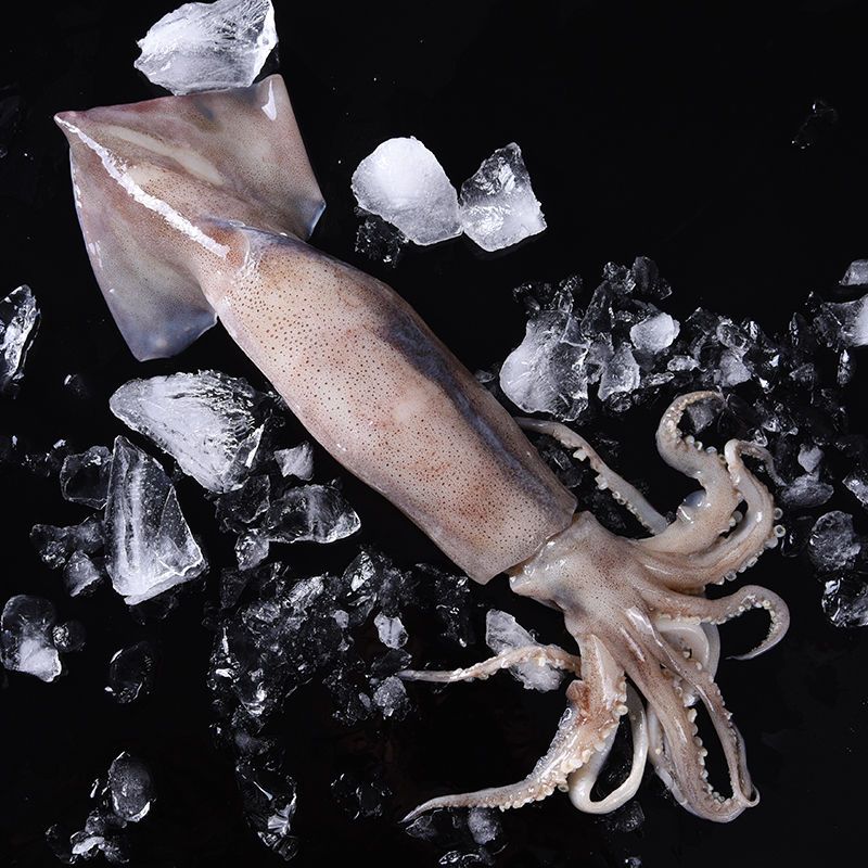 无冰衣海鲜鱿鱼新鲜大鱿鱼鲜活鲜鱿鱼尤鱼鱿鱼须鱿鱼头整五斤实惠价