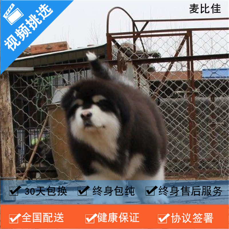 麦比佳 纯种巨型阿拉斯加幼犬活体宠物 熊版十字脸阿拉斯加雪橇犬 双血统烟灰色桃脸阿拉斯加幼崽 巨大型雪橇犬阿拉斯加犬12高清大图