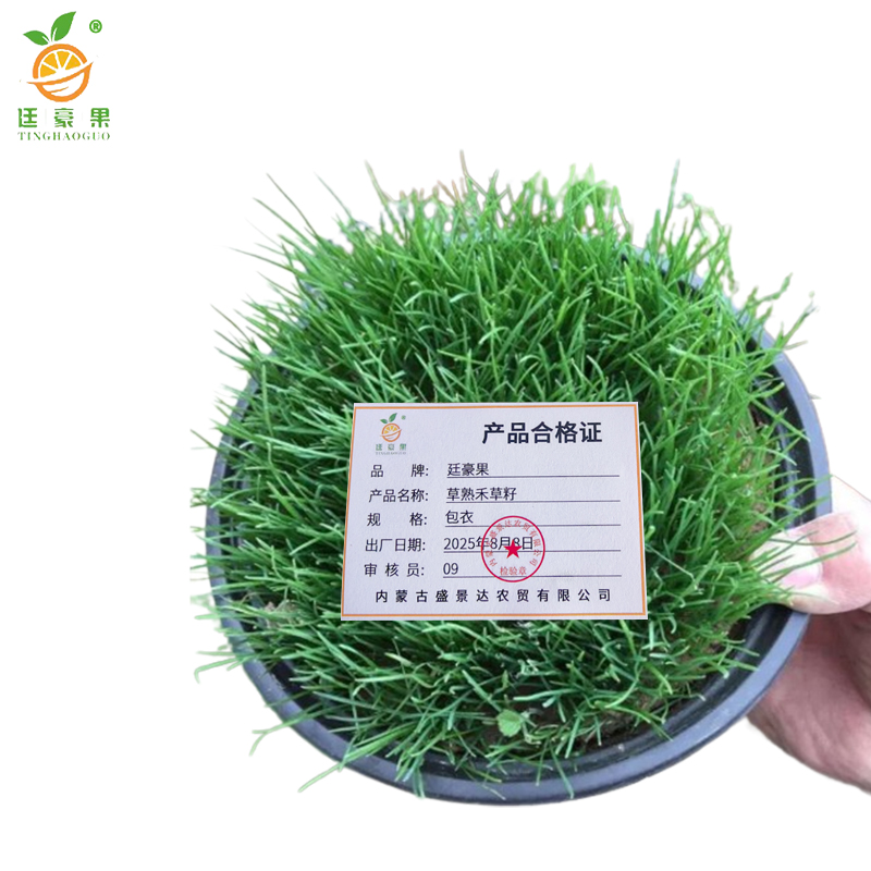 廷豪果 早熟禾草籽 绿化草坪种子 包衣 /千克高清大图