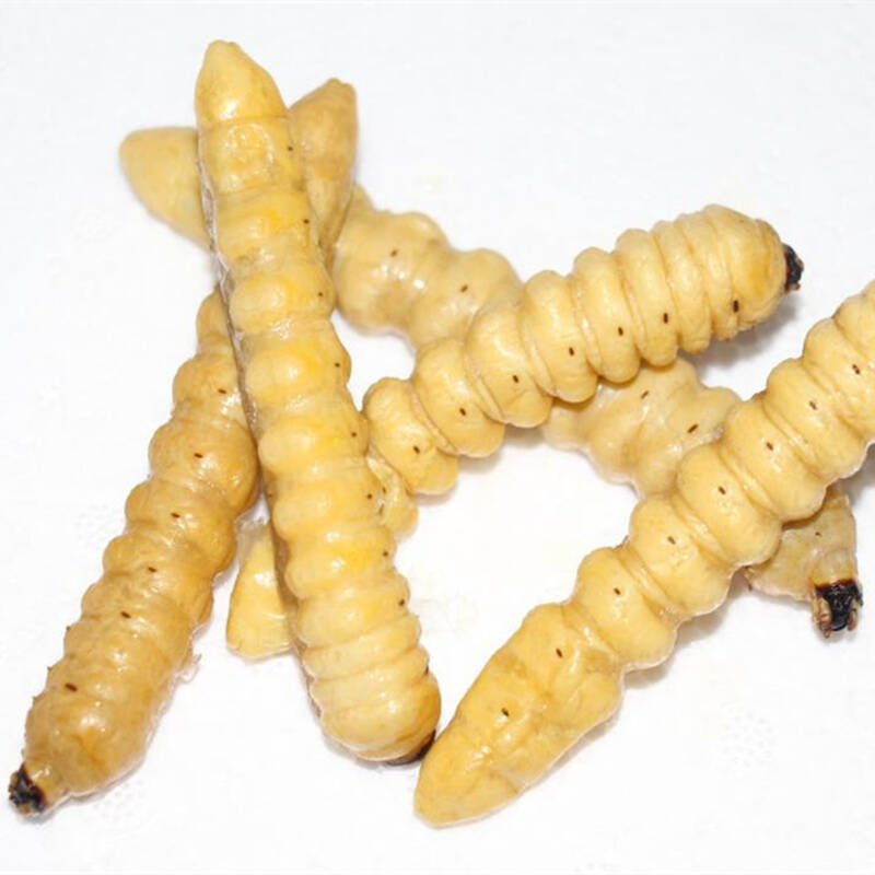 生美味蛤虫木虫木花虫柴虫500g新鲜昆虫产发qq