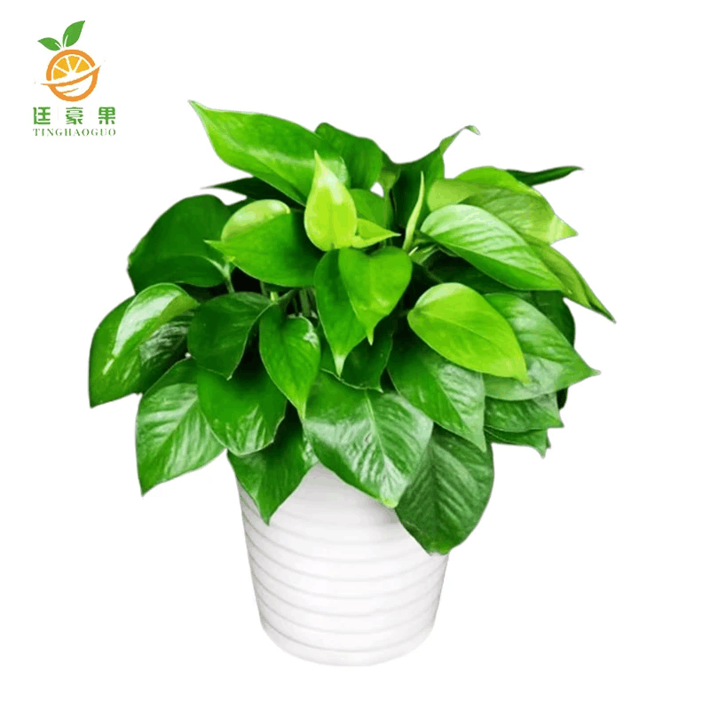 廷豪果 绿萝盆栽 陶瓷盆 /套图片