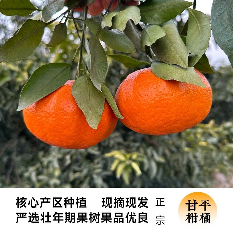 [西沛生鲜]四川甘平皇后柑橘 净重5斤 果王 单果100mm+ 产地精选 甜美多汁 坏果包赔高清大图