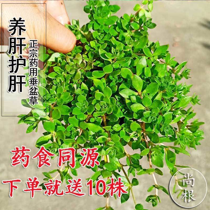 正宗野生中药垂盆草可直接食用可种植垂藤植物现采现发养不死耐活