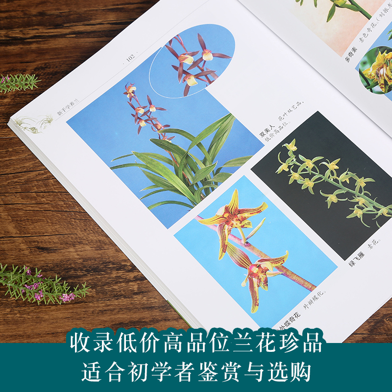 [醉染正版]新手学养兰养花 兰花书籍大全养兰花的书兰花种植养殖技术中国兰花全书 兰花书籍大全 鉴赏 养花书籍种花大全植物高清大图