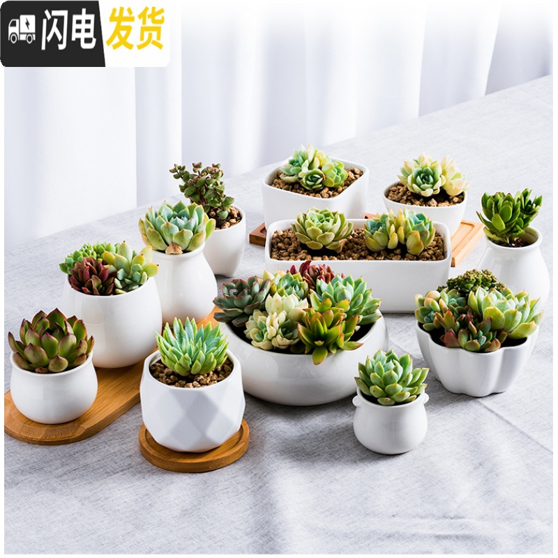 三维工匠多肉花盆 ins白色简约陶瓷大花盆 定制logo小花盆 浅灰色带脚小方002 中等花盆容器高清大图