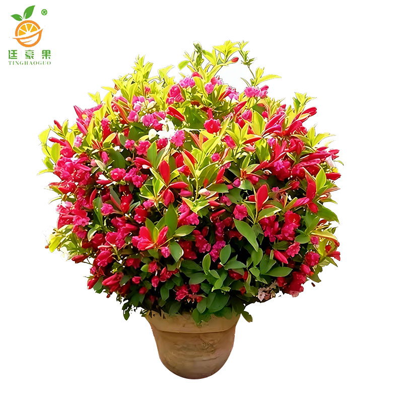 廷豪果 锦带球 冠幅80cm /棵高清大图