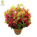 廷豪果 锦带球 冠幅80cm /棵