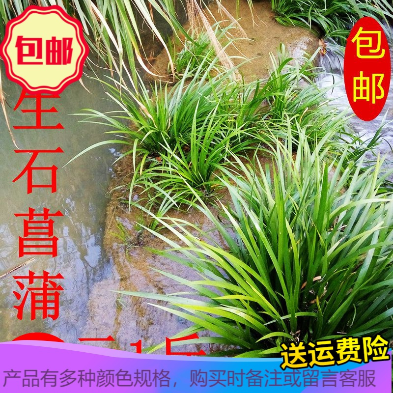 Hazy Beauty清洁工具野生石菖蒲龙根盆景水培植物乌龟伴侣办公室盆栽香味水绿植 价格图片品牌报价 苏宁易购兴仑生活日用专营店