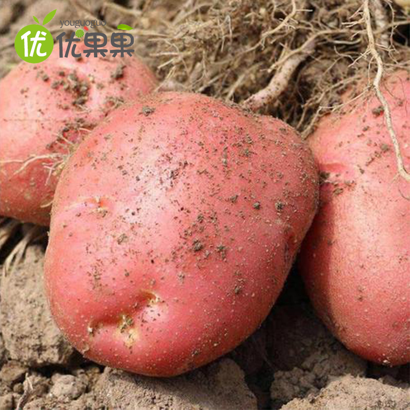云南红皮黄心小土豆带箱 5斤洋芋现挖现发土豆马铃薯新鲜蔬菜特产红黄皮小土豆小米渣
