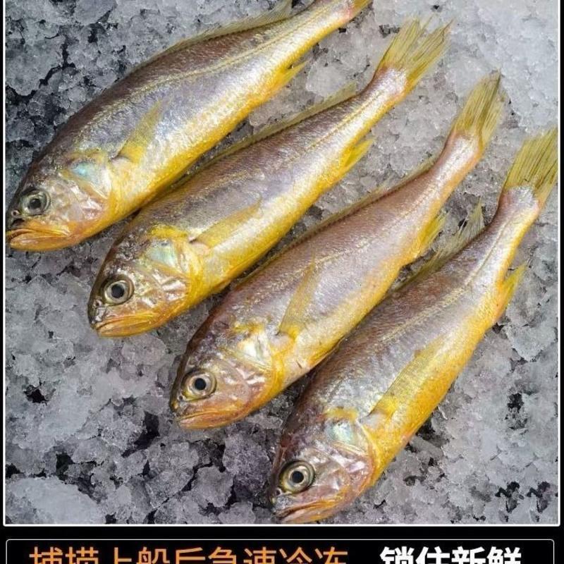 5斤黄花鱼冷冻黄花鱼大黄鱼小黄鱼新鲜海鲜活鲜一斤批发 五斤小黄花(一斤12-15条)