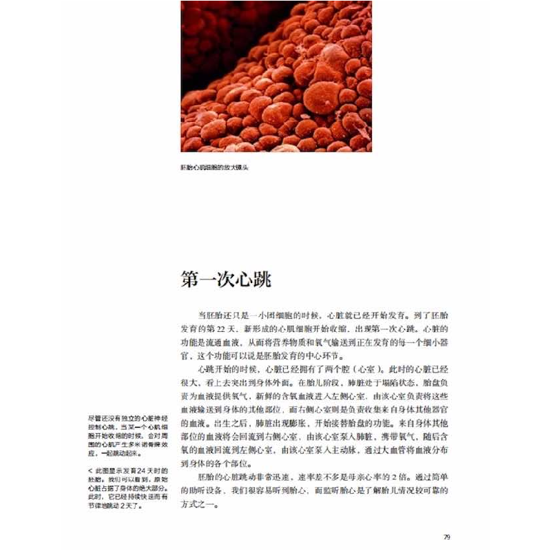 正版新书]孕育——镜头下的40周[瑞典]伦纳特·尼尔森97871101049高清大图