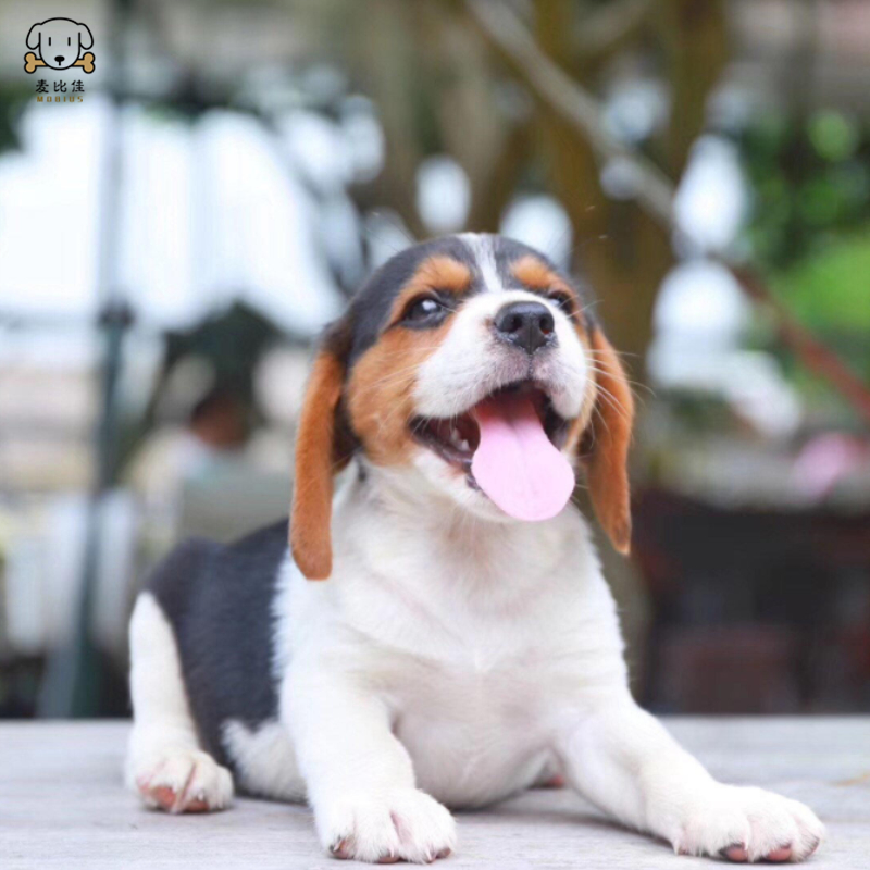 麦比佳宠物比格狗狗活体花色比格犬幼犬纯种血统级比格短毛米格鲁猎兔犬比格猎狗高智商家养中小型犬视频挑选高清大图