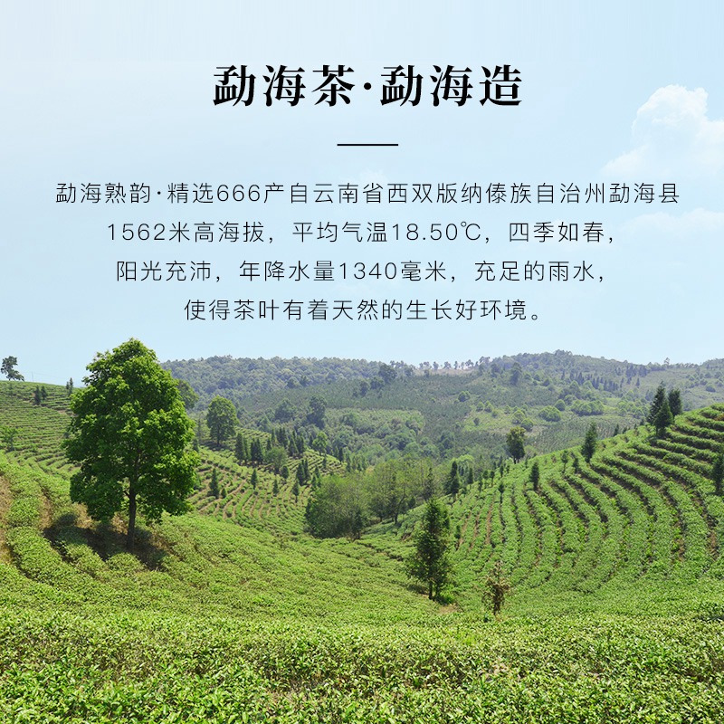 八马茶叶 云南原产普洱茶叶熟茶 勐海熟韵精选666 200g/饼