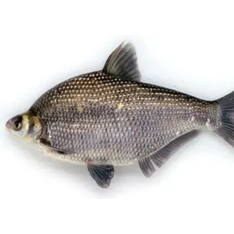 鳊鱼1商品评价可以的下次需要再来