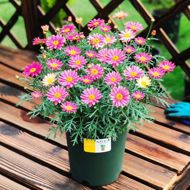 植物花苗秋菊球菊乒乓菊盆栽小雏菊菊花带花四季视频