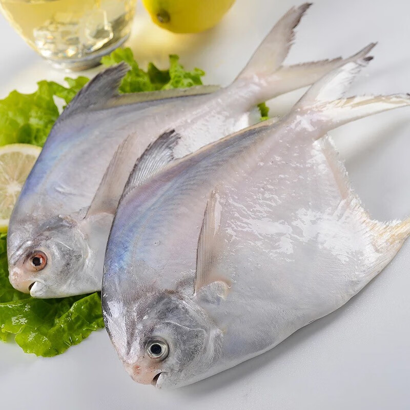 23沈志雄 船长国产福建东山岛澳角村海鲜海捕白鲳鱼鲳鱼平鱼银鲳鱼小白鲳 中白鲳4条共1.7-1.9斤 中白鲳4条共1.7-1.9斤