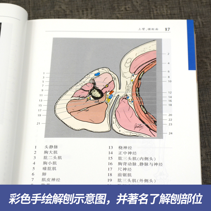 [醉染正版]CT与MRI袖珍断层解剖图谱 第3卷 脊柱四肢关节高清CT MRI图像CT MRI断层解刨影像彩色插图学习参高清大图