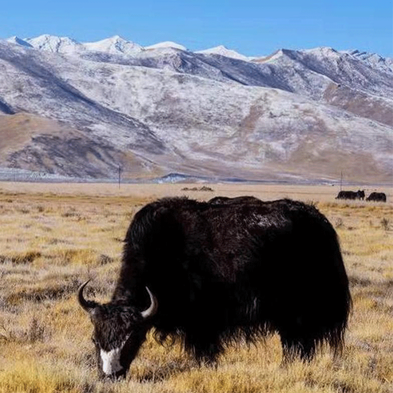 青藏高原黑椒牦牛仔骨营养早餐整切腌制西餐牛小排