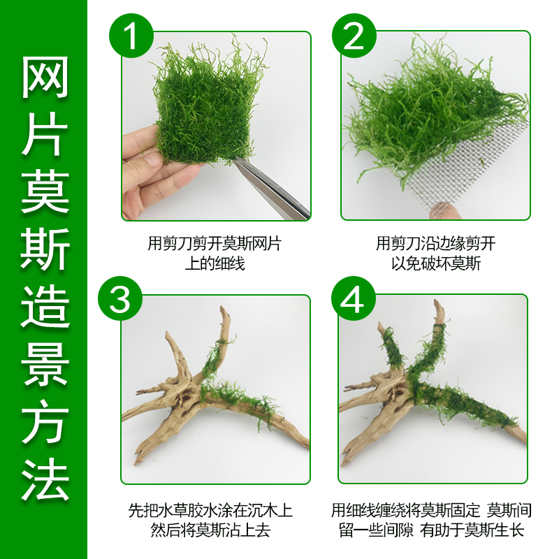 鱼缸水 莫丝水小三角莫斯珍珠莫丝 火焰莫丝 大三角莫丝高清大图