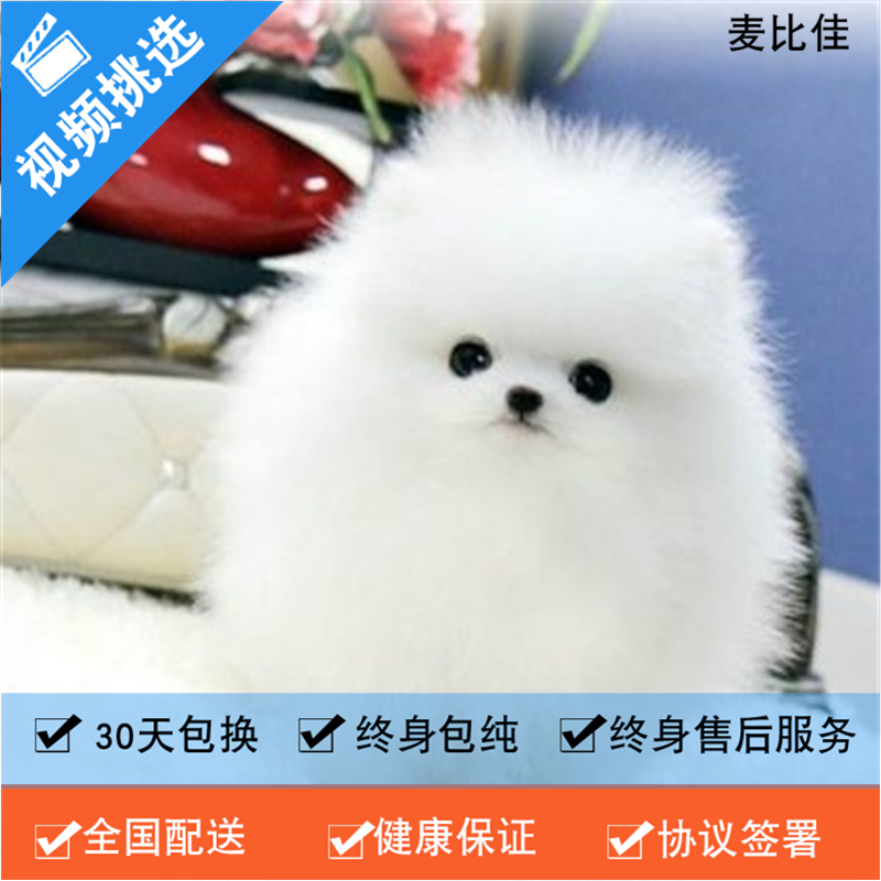麦比佳 纯种哈多利系球体博美犬幼犬俊介 茶杯博美犬 日系俊杰双血统长不大的茶杯狗白色博美犬 赛级博美犬活体日系纯种俊介犬高清大图