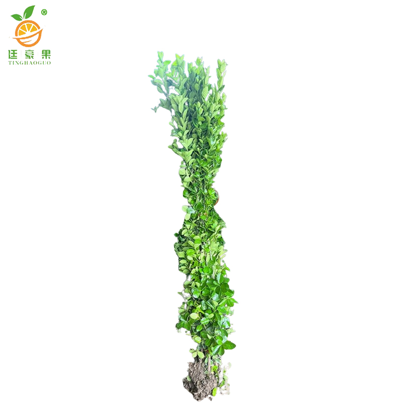 廷豪果 北海道冬青苗 高1.6-1.7m10棵/捆高清大图